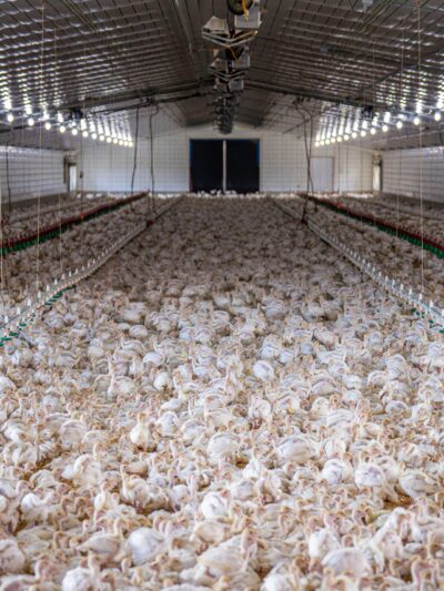 Poultry Farms